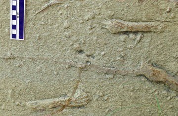 Pterosaur fossil tracks.