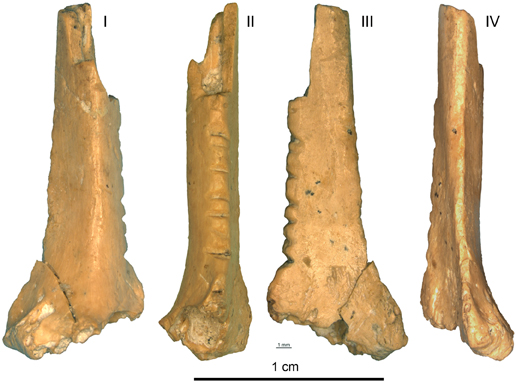 Raven bone may have been deliberately carved by a Neanderthal