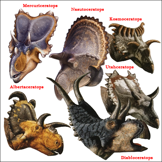 So many different horned dinosaurs.
