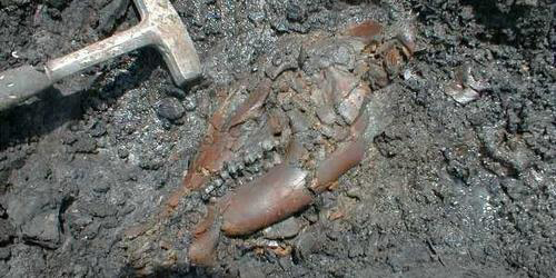 The skull of a Tapir (Gray Fossil Site).