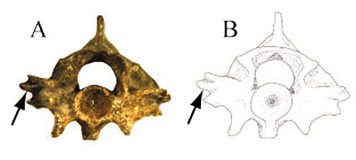 Zilantophis schuberti vertebra (A) and line drawing (B).