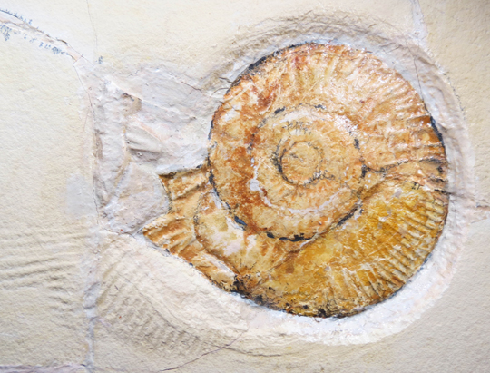Subplanites rueppellianus fossil.