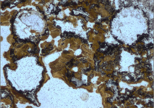 Evidence of early microbial life (Pilbara Craton).