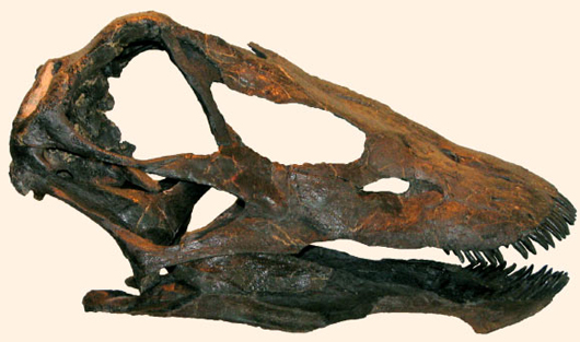 Diplodocid skull (G. pabsti).