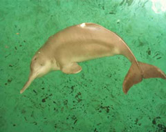 Believed to be extinct the Yangtze River Dolphin.