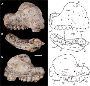 Upper jaw fossil material (Aleodon cromptoni).