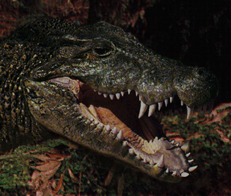 The ancient Australian crocodile Baru wickeni