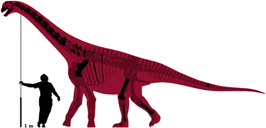 Montana Camarasaurus scale drawing.