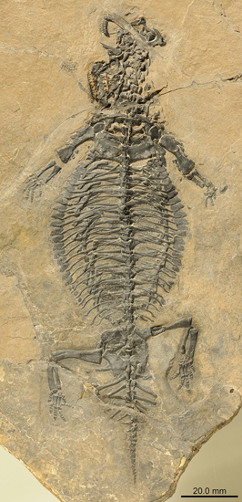 Eusaurosphargis fossil.