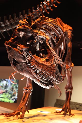 A Gorgosaurus on display.