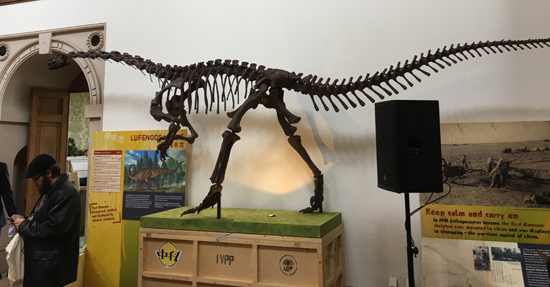 Lufengosaurus huenei exhibit.