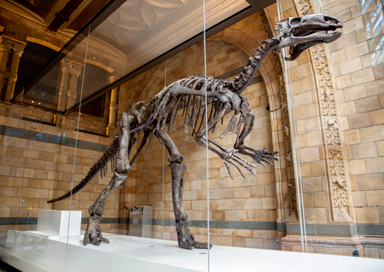 Mantellisaurus on display.
