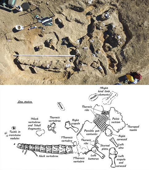 The dig site with a schematic drawing showing the layout of the fossil bones.