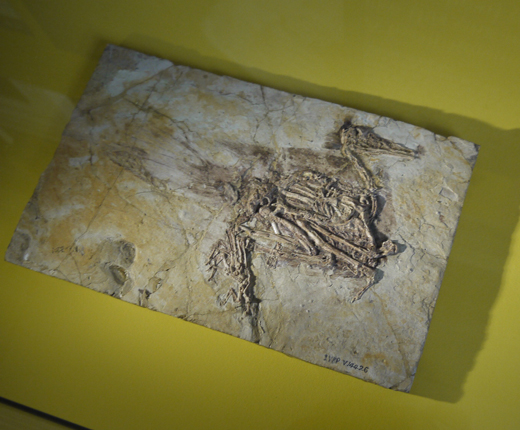 Yanornis fossil on display.