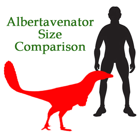 Albertavenator scale drawing.