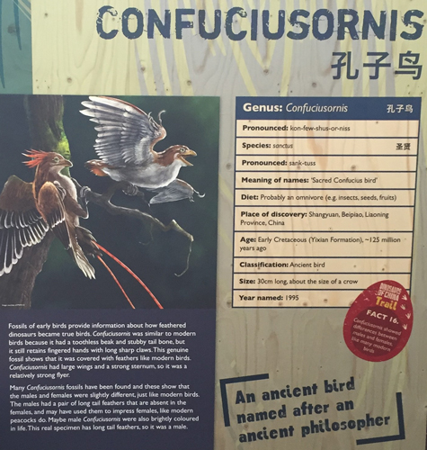 Confuciuosornis information panel
