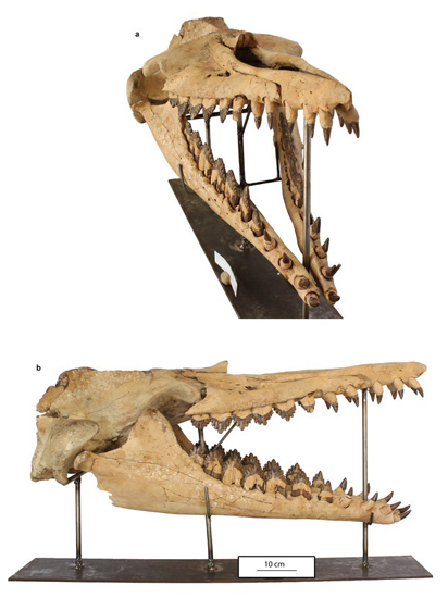 The restored skull of Coronodon.
