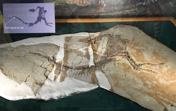 Sinosauropteryx fossil material.