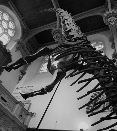 Mamenchisaurus on display.