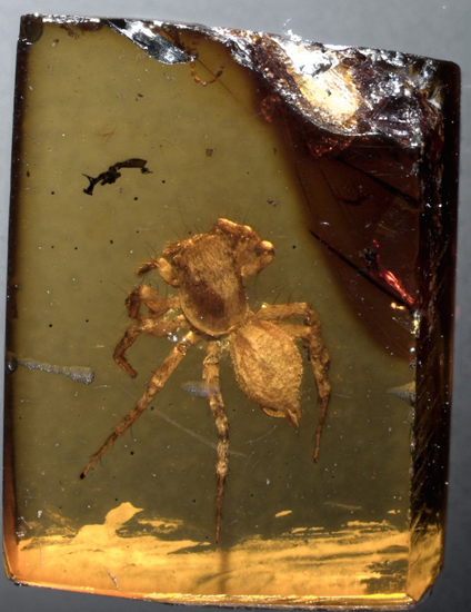 M. eureka preserved in amber.