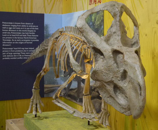 Protoceratops skeleton on display.
