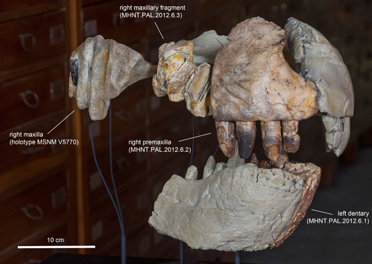 R. sakalavae  skull reconstruction.