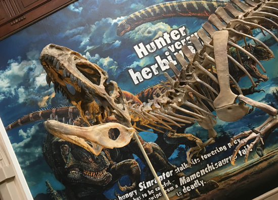 Sinraptor mounted skeleton.
