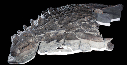 Borealopelta markmitchelli holotype.