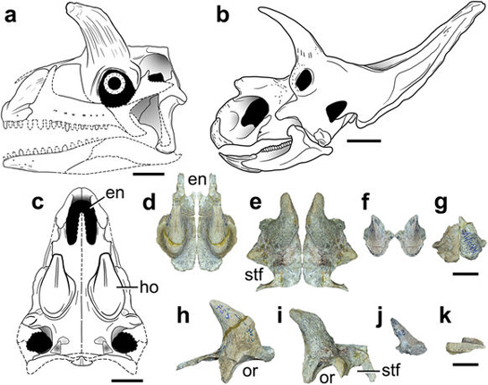 Shringasaurus skull material compared to a horned dinosaur.