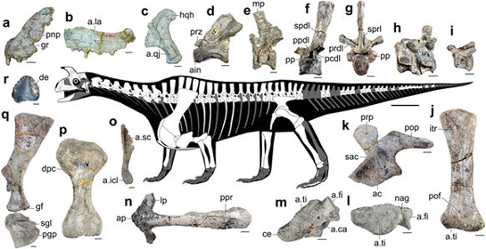 Shringasaurus indicus fossil material.