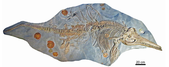 Ichthyosaurus specimen turns out to be a chimera with an embryo.