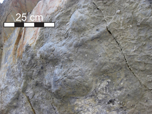 Dinosaur footprint from south-western Alberta.