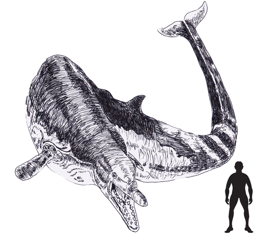 PNSO Basilosaurus illustration.