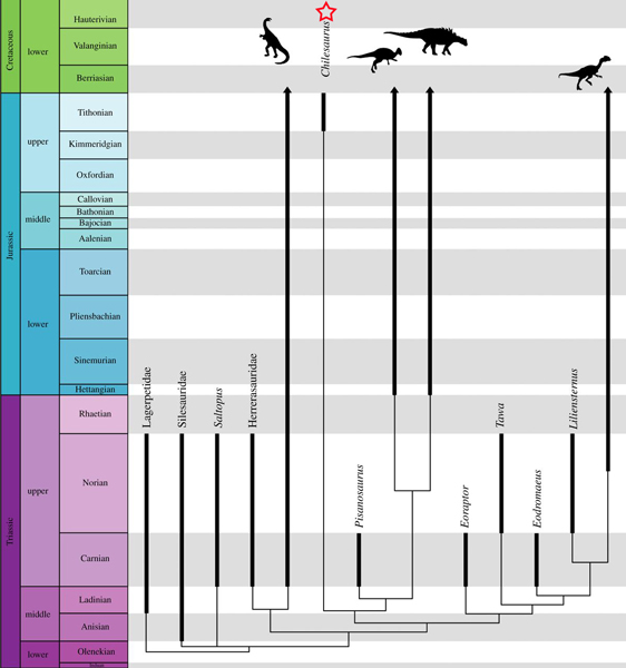Chilesaurus consensus tree.
