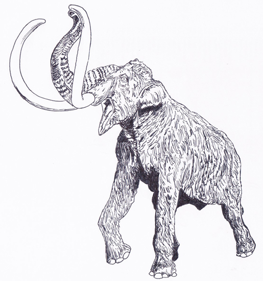 Steppe Mammoth illustration.