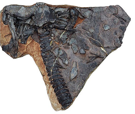 The fossilised remains of Hongyu chowi.