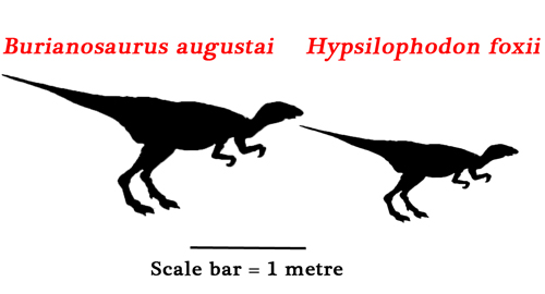 Hypsilophodon and Burianosaurus size comparison.
