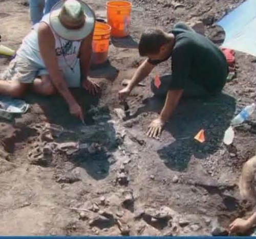 Excavating bones from the Arlington Archosaur site.