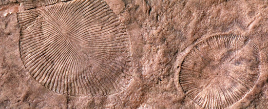 Ediacaran fossils (Dickinsonia)
