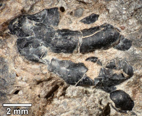 The cuticle of a crustacean found in dinosaur dung.