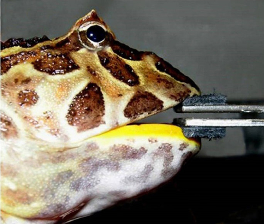 Measuring the bite force in extant horned frogs.