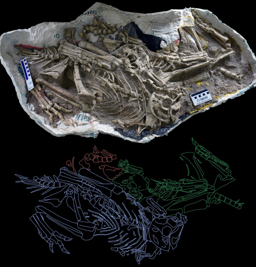 Block containing three oviraptorid fossils.