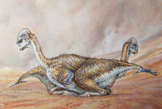 Communal roosting in oviraptorids.