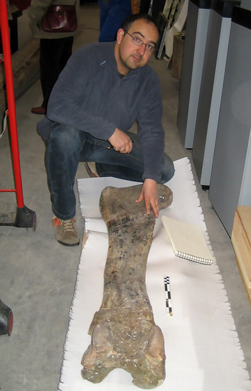 The femur (thigh bone) of Soriatitan golmayensis