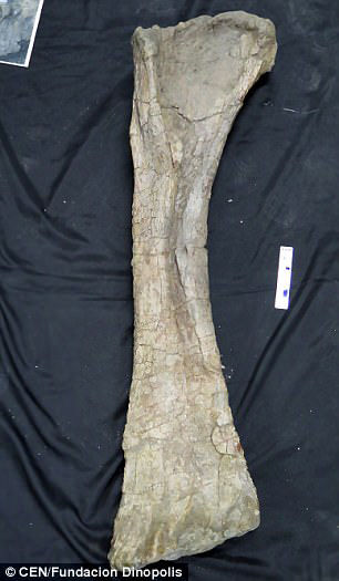 Fossil humerus (Soriatitan golmayensis).