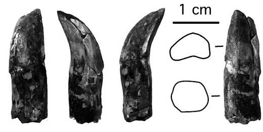 Soriatitan fossil tooth.