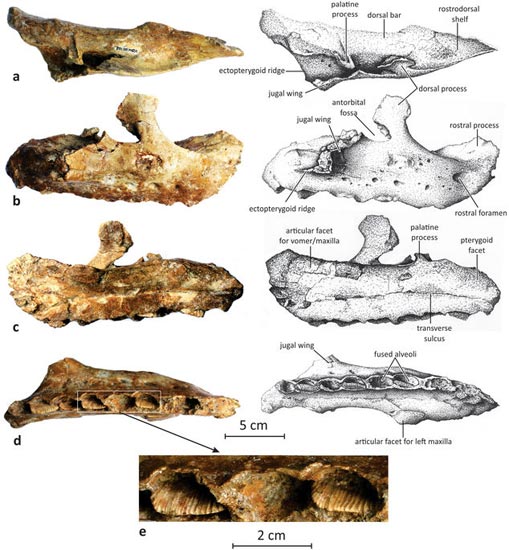 Matheronodon fossil material (holotype).