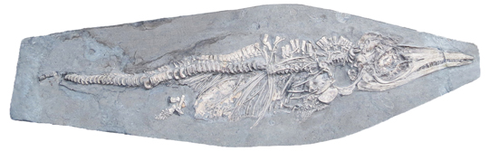 The neonate Ichthyosaurus communis fossil specimen.