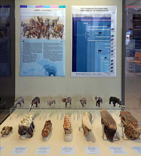 A beautiful display showcasing Proboscidean evolution.