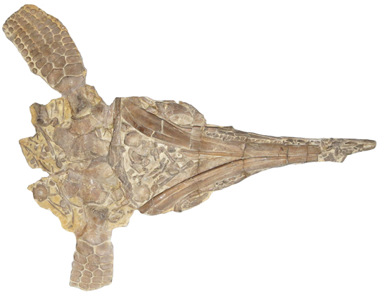 Protoichthyosaurus fossil material.